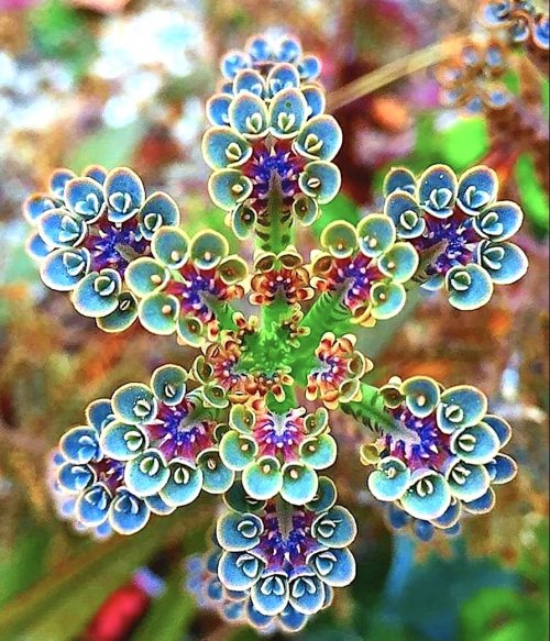 Kristal Wick's Color Inspiration - Kalanchoe, Mother of Flowers - , Wire Jewelry Design, Design, color inspiration - kalanchoe mother of flowers